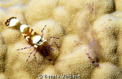 This anemone shrimp was tired of it's old skin! by Benita Vincent 